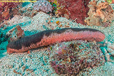 sea cucumber